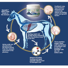 Load image into Gallery viewer, Equinety Horse XL - 100% Pure Amino Acids
