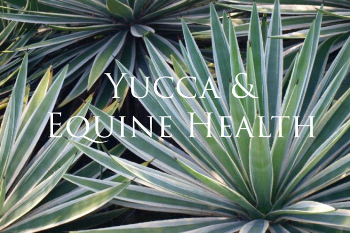 Yucca and Equine Health