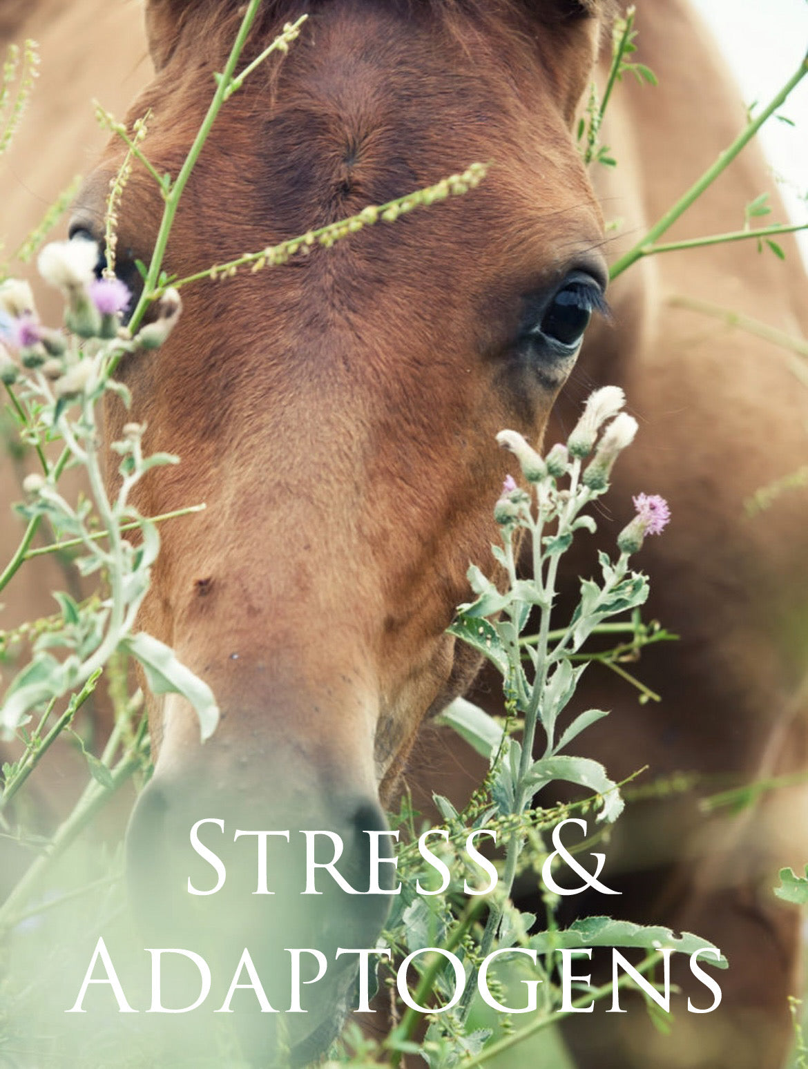 Stress Your Horse s Adrenals Adaptogen Herbs Yucc It Up