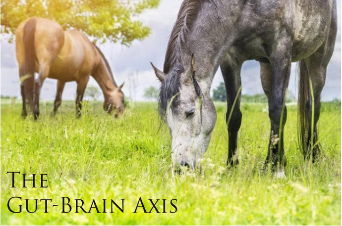 Your Horse’s Gut-Brain Connection