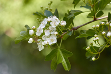 Load image into Gallery viewer, Hawthorn Leaf &amp; Flower